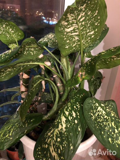 Диффенбахия