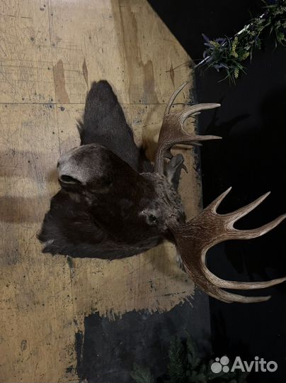 Чучело головы лося