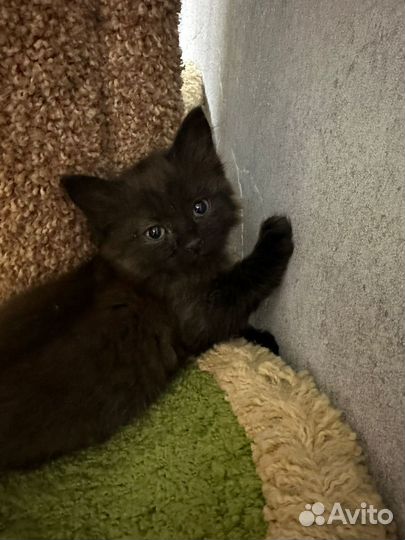 Котята в добрые руки даром мальчик