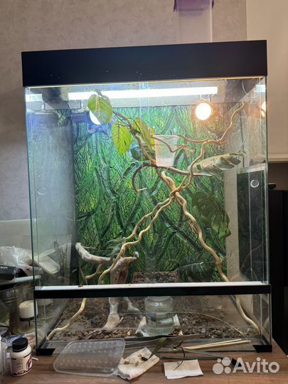 Хамелеон с террариумом