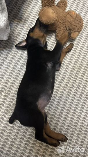 Щенок добермана девочка