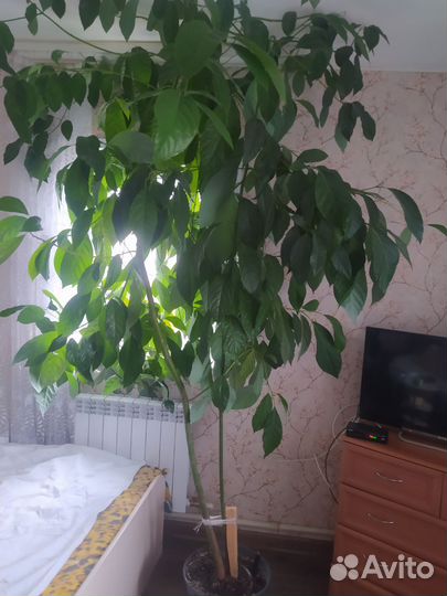 Авокадо дерево