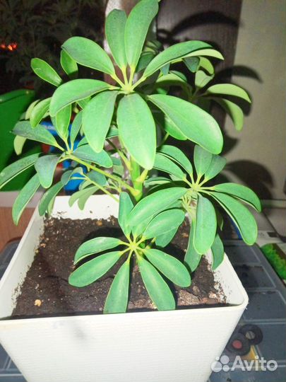 Шеффлера комнатные цветы