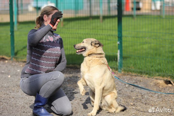 Пёс Рэй бесплатно в добрые руки