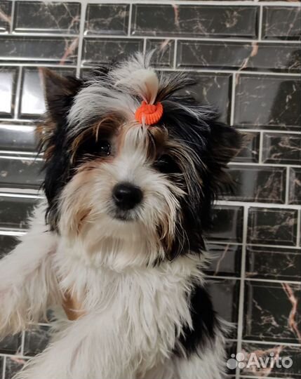 Щенки бивер йорка девочка