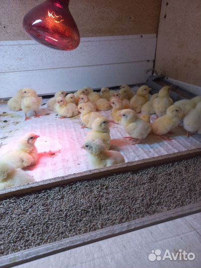 Цыплята бройлеры кобб 500