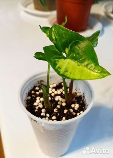 Сингониумы сортовые