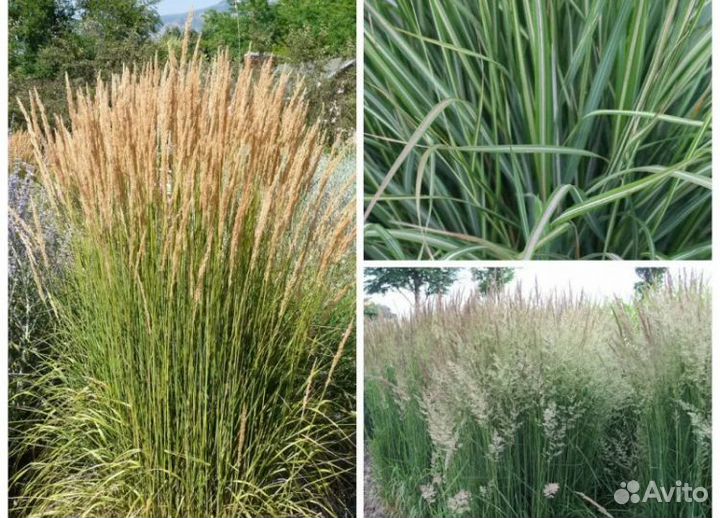 Декоративные злаки для сада