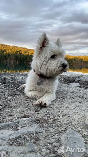 Вязка Кобель Вест Хайленд Вайт Терьер