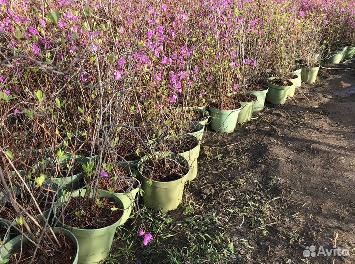 Багульник (Рододендрон) цветущий С3.4L