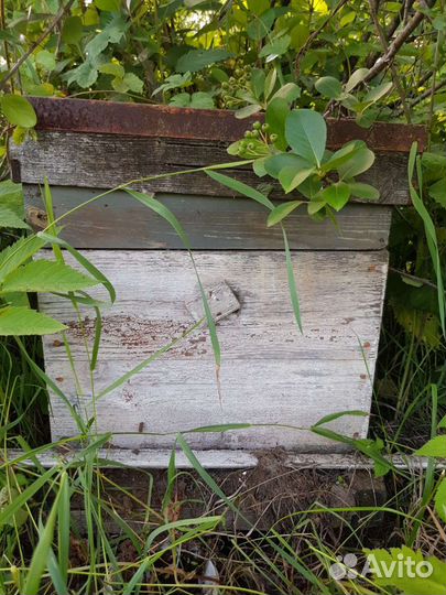 Продам ульи для пчел