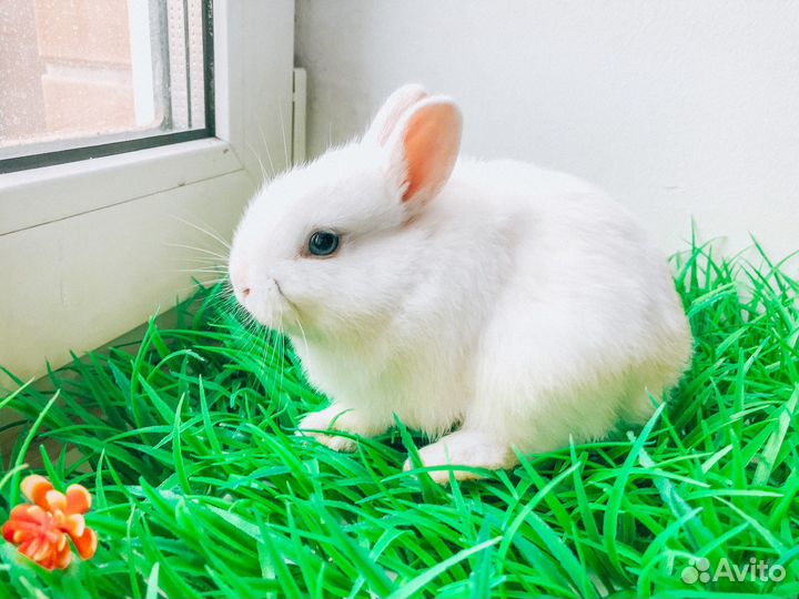 Карликовый кролик - самый маленький