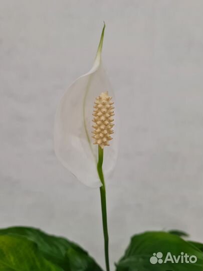 Спатифиллум