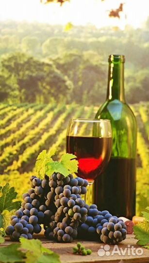 Молдова виноград