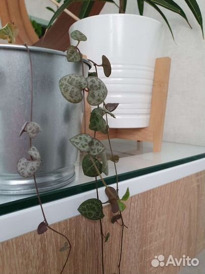 Церопегия вуда