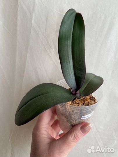 Орхидея Шоколад с круглой губой