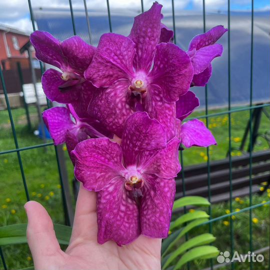 Орхидея Ванда