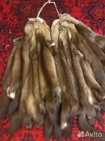 Шкурки соболя