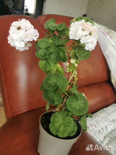 Пеларгония герань