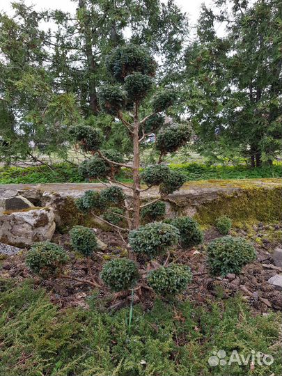 Кипарисовик Булевард