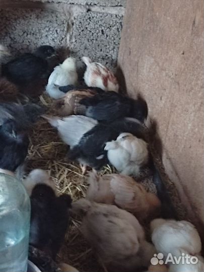 Цыплята микс от породистых кур