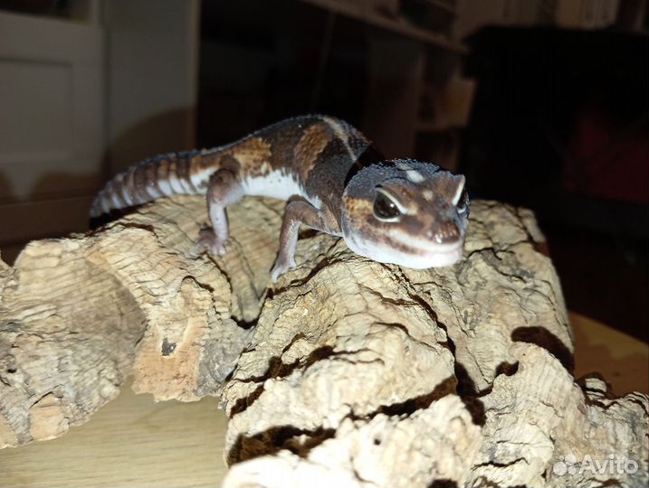 Гемитеконикс Африканских толстохвостый геккон