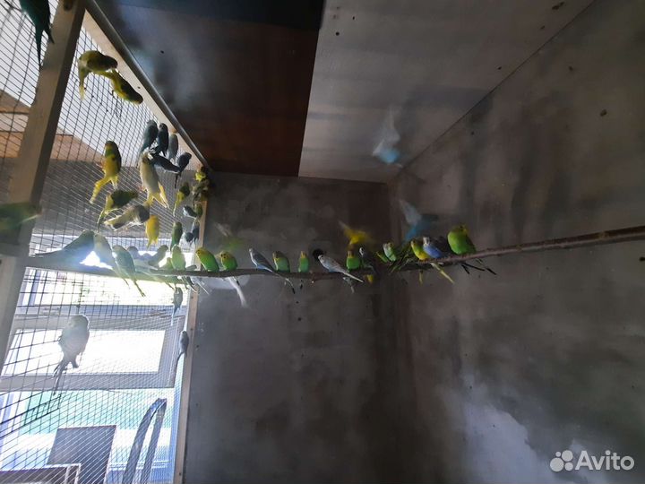 Птенцы волнистый попугай