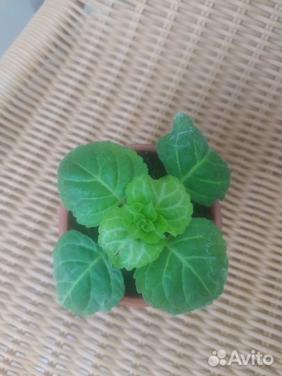 Плектрантус эртендаля