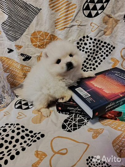 Шпиц девочка