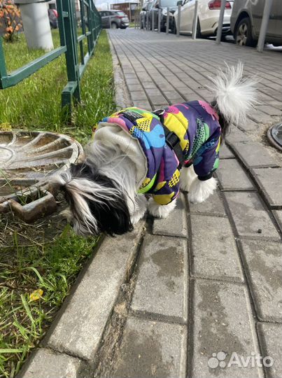 Комбинезон для маленькой собаки