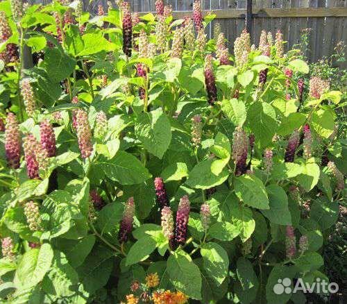 Лаконос детки