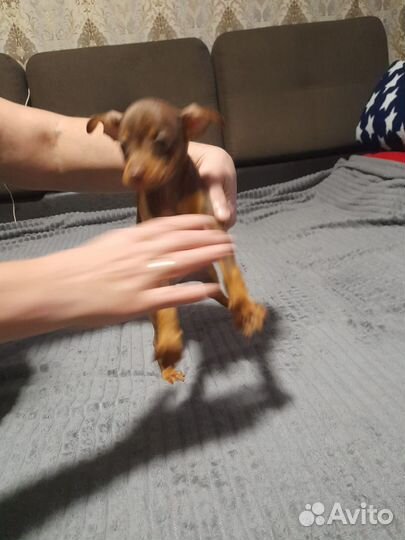 Той-терьер щенки