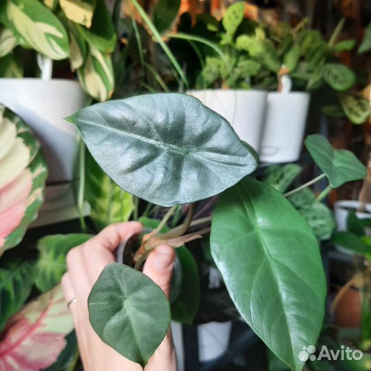 Алоказия silver perakensis