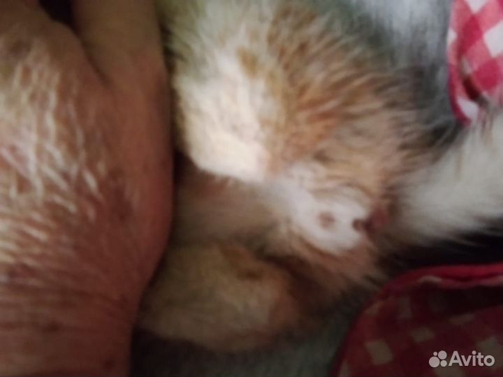 Кот рыжий 1 шт