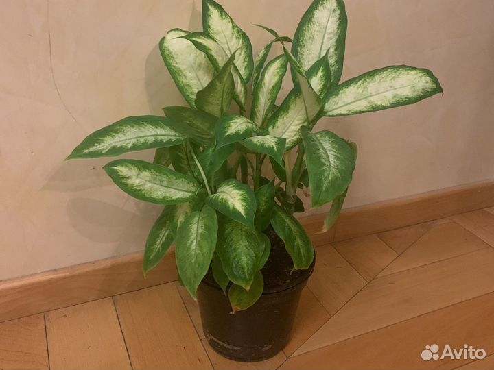 Диффенбахия