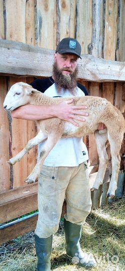 Катумский баран