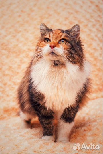 Кошка в дар