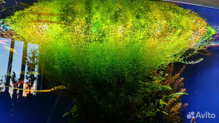 Аквариумные растения