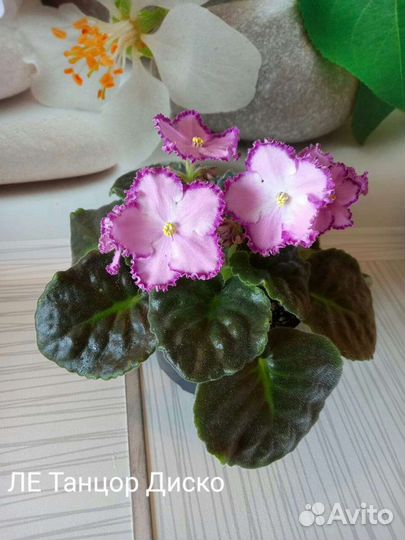 Сортовые фиалки