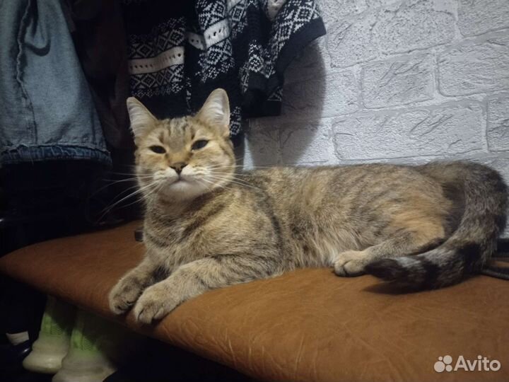 Кошка бесплатно