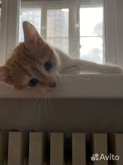 Отдам кота в добрые руки