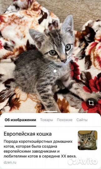 Котенок в дар