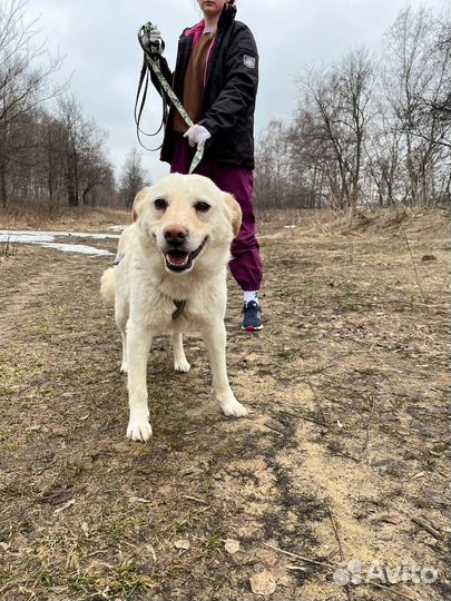 Собака бесплатно