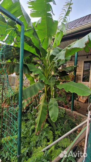 Банановая пальма