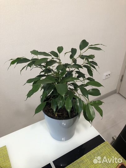 Фикус бенджамина