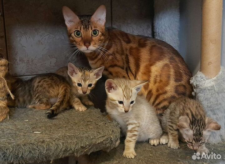 Серенгети бенгальские дети