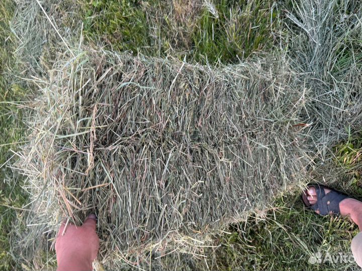 Продажа сено