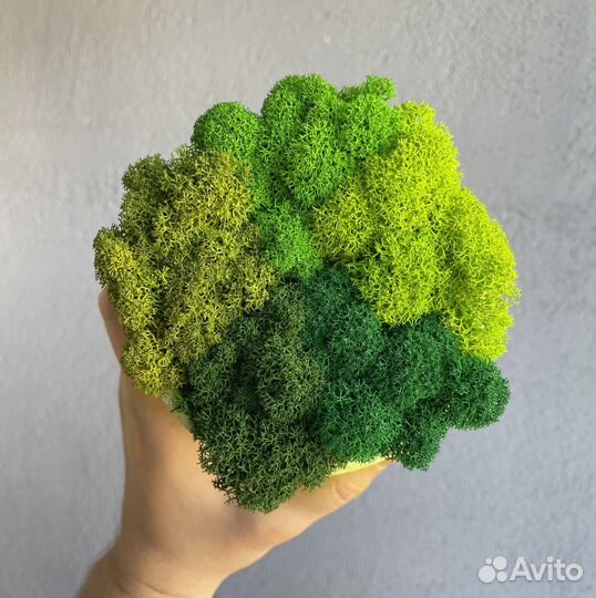 Стабилизированный мох, Зелёное Яблоко