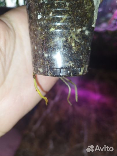 Диффенбахия Kled Mangkorn