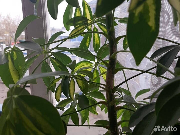 Цветок шефлера